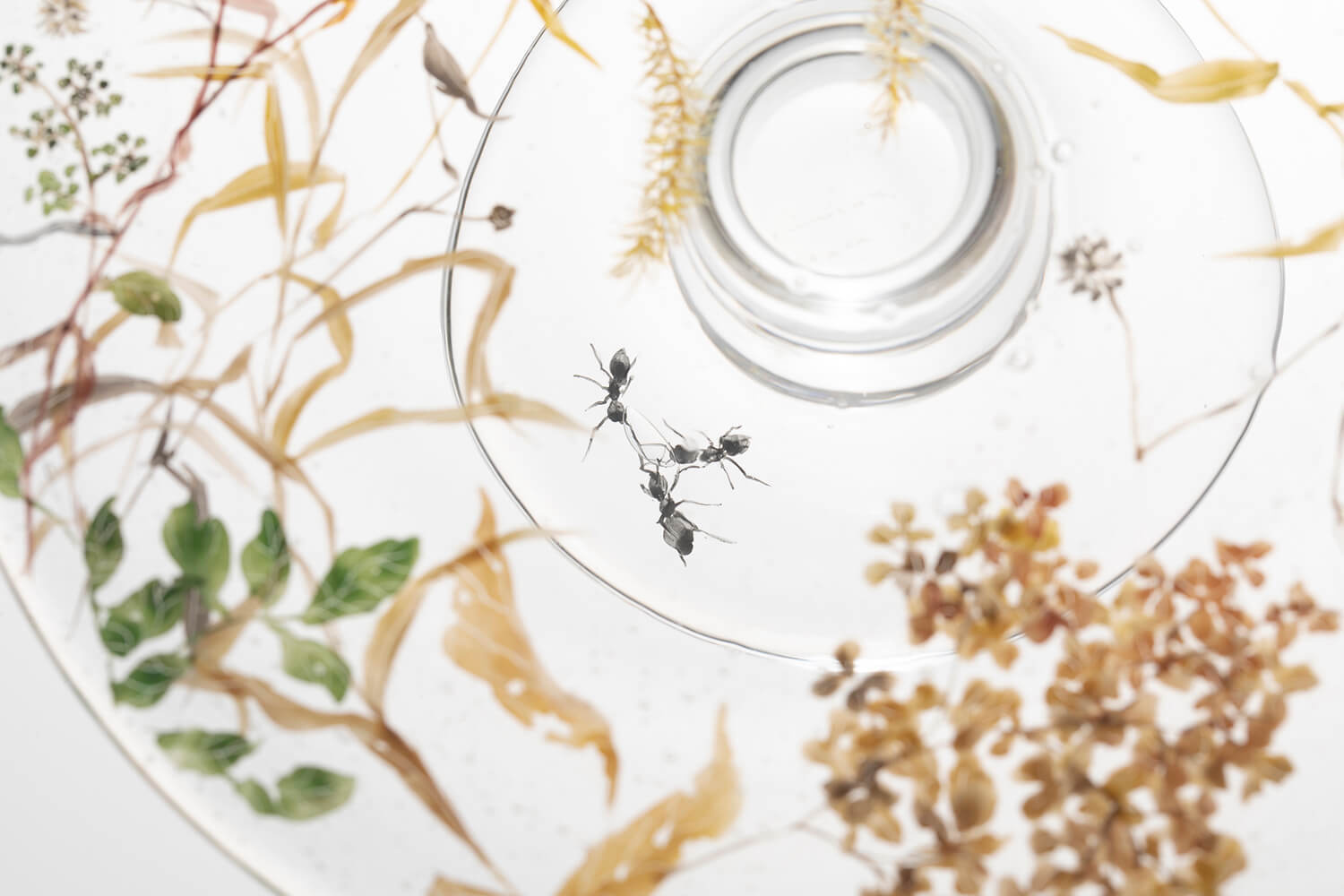 Nishiyama_yuki_glass